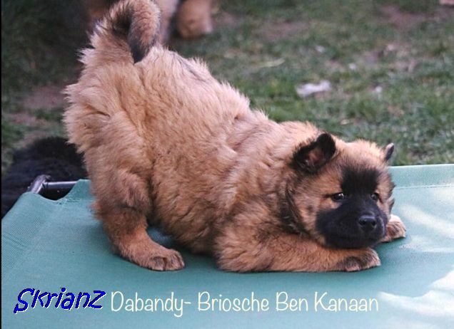 4.2021 - Brioche Dabandy